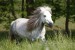 Shetlandpony_50897.JPG